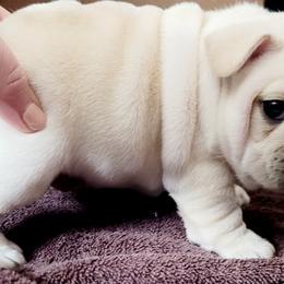 French Bulldog Puppies from BigStar French Bulldogs