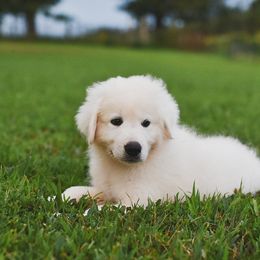 Border Collie, Bordoodle, and Maremma Sheepdog Puppies from 2J 2K Border Collies