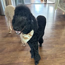 Oliver - Poodle