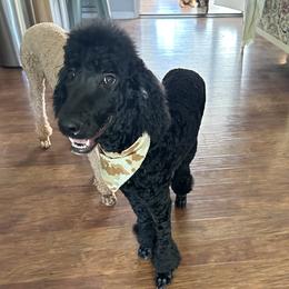 Oliver - Poodle