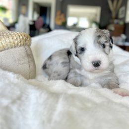 Old English Sheepdog and Sheepadoodle Puppies from The Great White Fluffalo