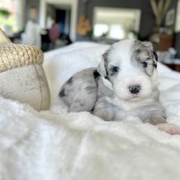 Old English Sheepdog and Sheepadoodle Puppies from The Great White Fluffalo