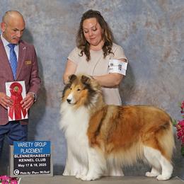 Collies from Aryggeth Collies