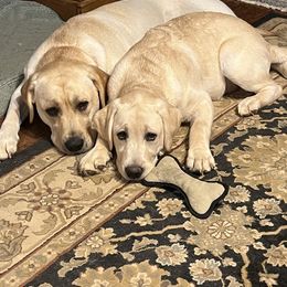 Labrador Retriever Puppies from Willow Ridge Labradors