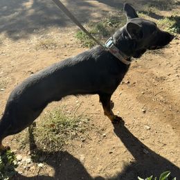 Tarak - Bi-color male German Shepherd puppy in Descanso, California from KVA Shepherds