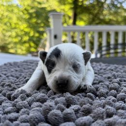 Girl 1 - Blue speckled female Australian Cattle Dog puppy in Amesbury, Massachusetts from Fox Hill Farm & K9