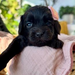 Hermes - Chocolate male Goldendoodle puppy in Brooklyn, New York from Doodle of NY