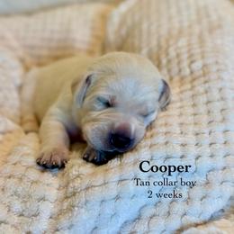 Cooper - Yellow male Labrador Retriever puppy in Camp Verde, Arizona from Cecil's Arizona Labradors