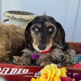 Gidget - Dachshund