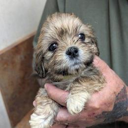 Kitty - Brown female Lhasa Apso puppy in Fort Worth, Texas from Cynthia's Lhasa Apsos