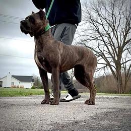 Trauma - Cane Corso