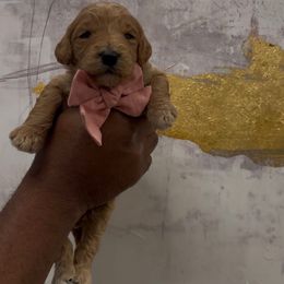Pecan - Red  female Goldendoodle puppy in Richmond, Texas from Harper’s Heartbeats