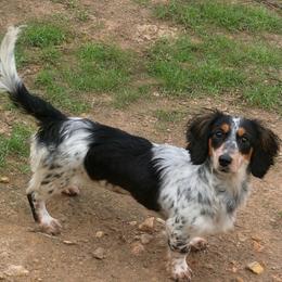 Pistol Pete - Dachshund