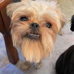 Boo - Brussels Griffon