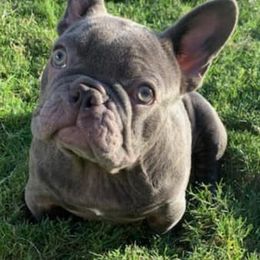 French Bulldogs from Fatbat Frenchies