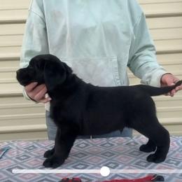 Red Collar Male - Black male Labrador Retriever puppy in Yelm, Washington from Prince Labradors