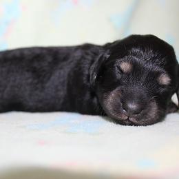 Girl 1 - Black and cream female Dachshund puppy in Craig, Colorado from Rocky Mountain Shih Tzus and Dry Creek Miniature Dachshunds