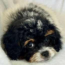 Brave - Tri-color male Cavapoo puppy in Cedar City, Utah from Cedar Sprout Puppies
