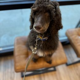 Bernedoodles, Goldendoodles, and Poodles from Reece + Co Doodles
