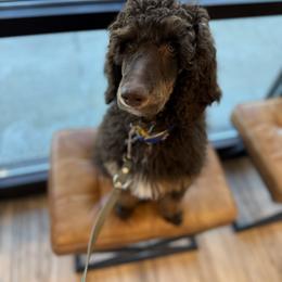 Bernedoodles, Goldendoodles, and Poodles from Reece + Co Doodles