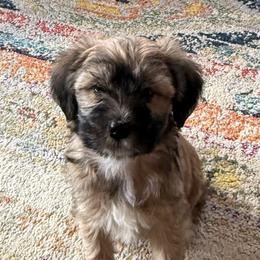 Baxter - Fawn and white male Tibetan Terrier puppy in Hastings, Michigan from Perrin Bouviers