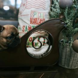 French Bulldog Puppies from Frenchie Bulldog Kisses
