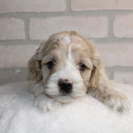 Male 2 - Cream male Cockapoo puppy in Mississippi from Ewing Acres