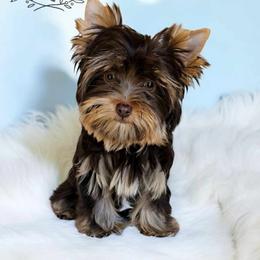 Yorkshire Terrier Puppies from Diamonds & Pearls Yorkshire Terriers