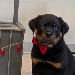 Rottweilers from Desert Sky