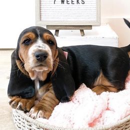 Basset Hound Puppies from Lazy Acre Basset Hounds