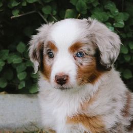 Miniature American Shepherds and Miniature Australian Shepherds from Twisted H Aussies