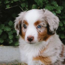 Miniature American Shepherds and Miniature Australian Shepherds from Twisted H Aussies