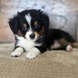 Hazelnut - Black tri female Miniature Australian Shepherd puppy in Killen, Alabama from Wilkers Wholehearted Mini Aussies