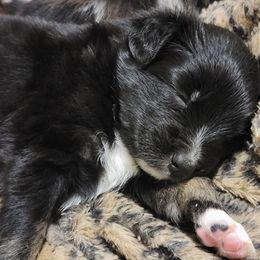 Australian Shepherd Puppies from Summit Australian Shepherds