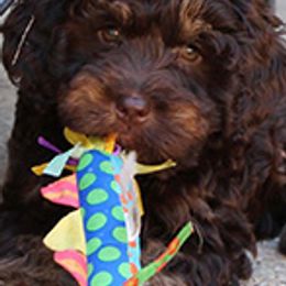 Australian Labradoodles from Sweet Home Labradoodles