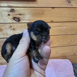 Girl 2 - Black and gold female Yorkshire Terrier puppy in Mountain Grove, Missouri from Precious Puppies
