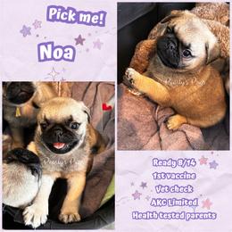 Noa - Fawn male Pug puppy in Summerville, Georgia from Pearly’s Pugs