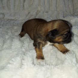 Shih Tzu Puppies from N.F.S.T Imperial ShihTzu Puppies.