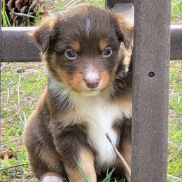Rooster - Red tri male Miniature Australian Shepherd puppy in Spirit Lake, Idaho from Gemstone Ridge Mini Aussies