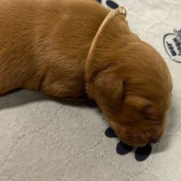 Boy 6 - Golden Retriever puppy from Triple J Goldens, LLC