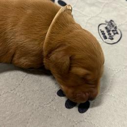 Boy 6 - Golden Retriever puppy from Triple J Goldens, LLC
