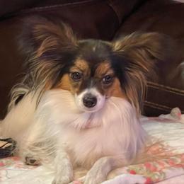 Madison - Papillon