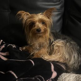 Mimi - Yorkshire Terrier
