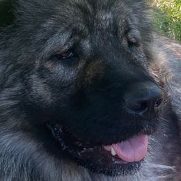 Meeka - Caucasian Shepherd Dog