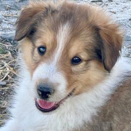 Hudson - male Scottish Collie puppy in Newcastle, Wyoming from Wykota 7K Scottish Collies