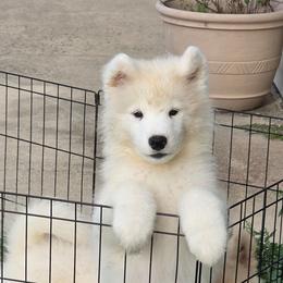 Green boy - White and biscuit male Samoyed puppy in Elwell, Michigan from Limelight Samoyeds