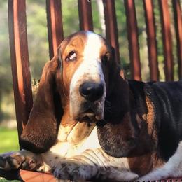 Greta - Basset Hound