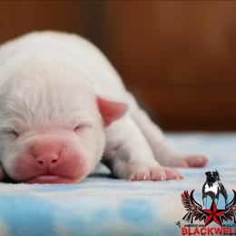 Neyetam - White male American Bulldog puppy in Vancouver, Washington from Blackwell's American & French Bulldogs