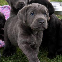 Peeps - Charcoal male Dilute Retriever puppy in Baldwin City, Kansas from Hedge Lane Labradors