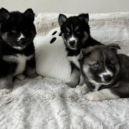 Siberian Husky Puppies from FamilyFur